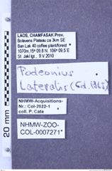 Etiketten zu Podeonius lateralis (Candèze, 1865) (NHMW-ZOO-COL-0007271)